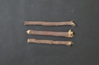 カンゾウ.jpg