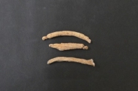 ニンジン.jpg